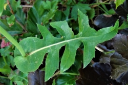 Leaves