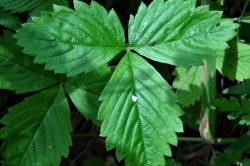 Leaves