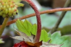 Flower Stem