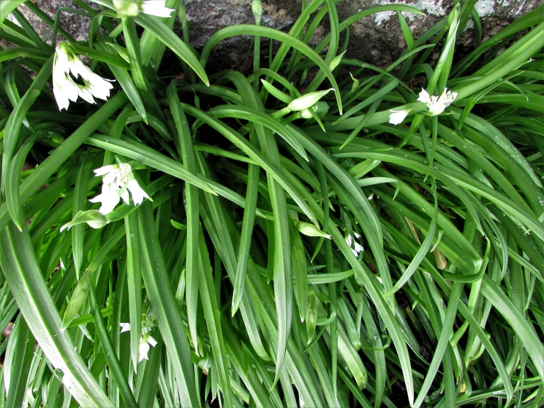 ThreeCornered Leek, Snowbell, Allium triquetrum