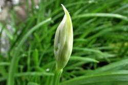 Flower Buds