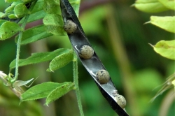 Seeds