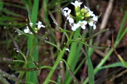 Seed Pods