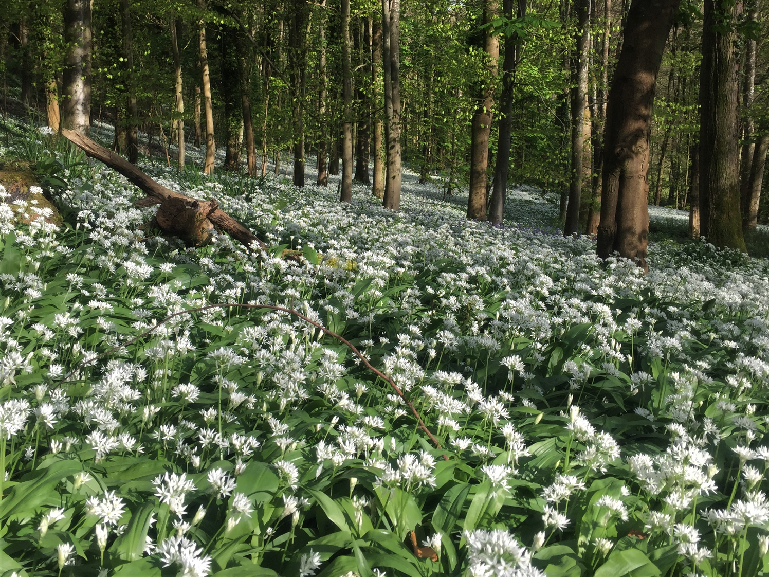 Ramsons, Wild Garlic, Broad Leaved Garlic, Wood Garlic, Allium ursinum