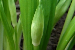 Flower Buds