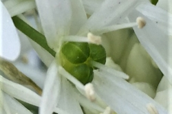 Seed Pods