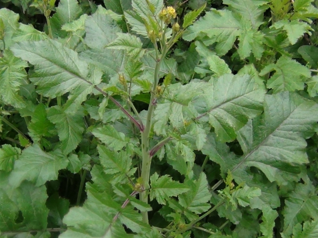 Wild Mustard, Charlock, Field Mustard, Sinapis arvensis