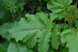 Leaves