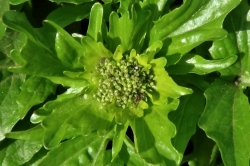 Flower Buds