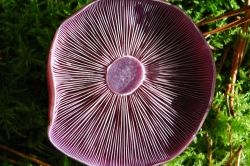 Gills