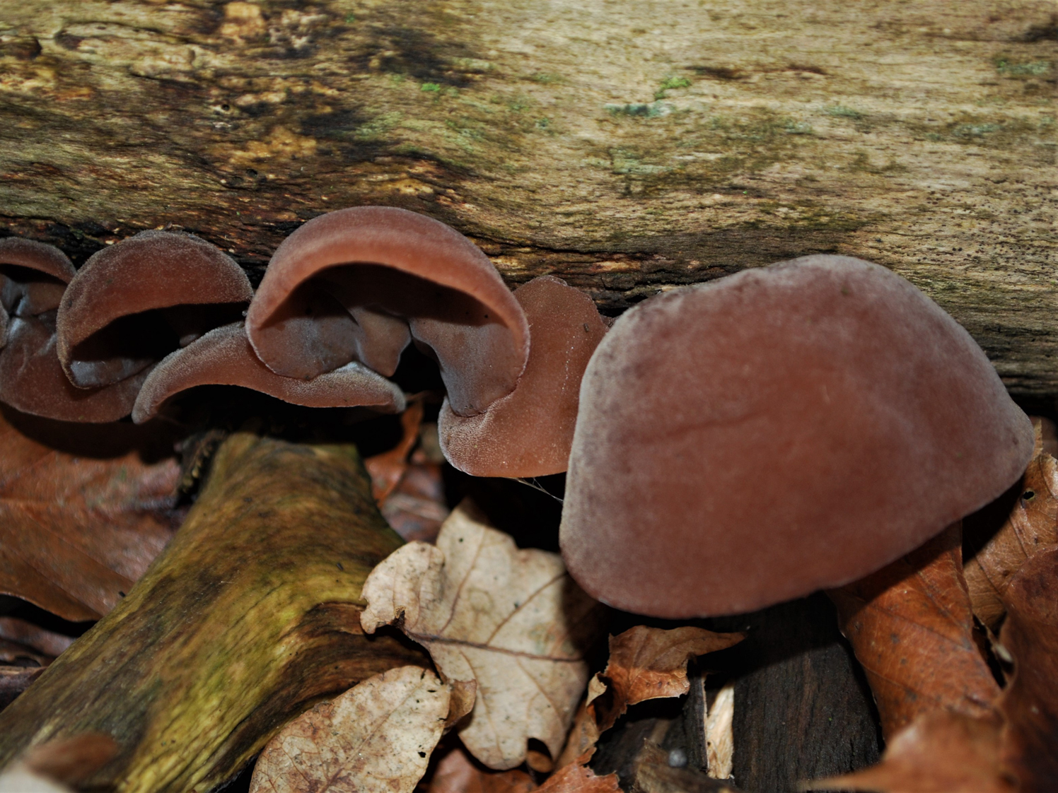 Wood Ears