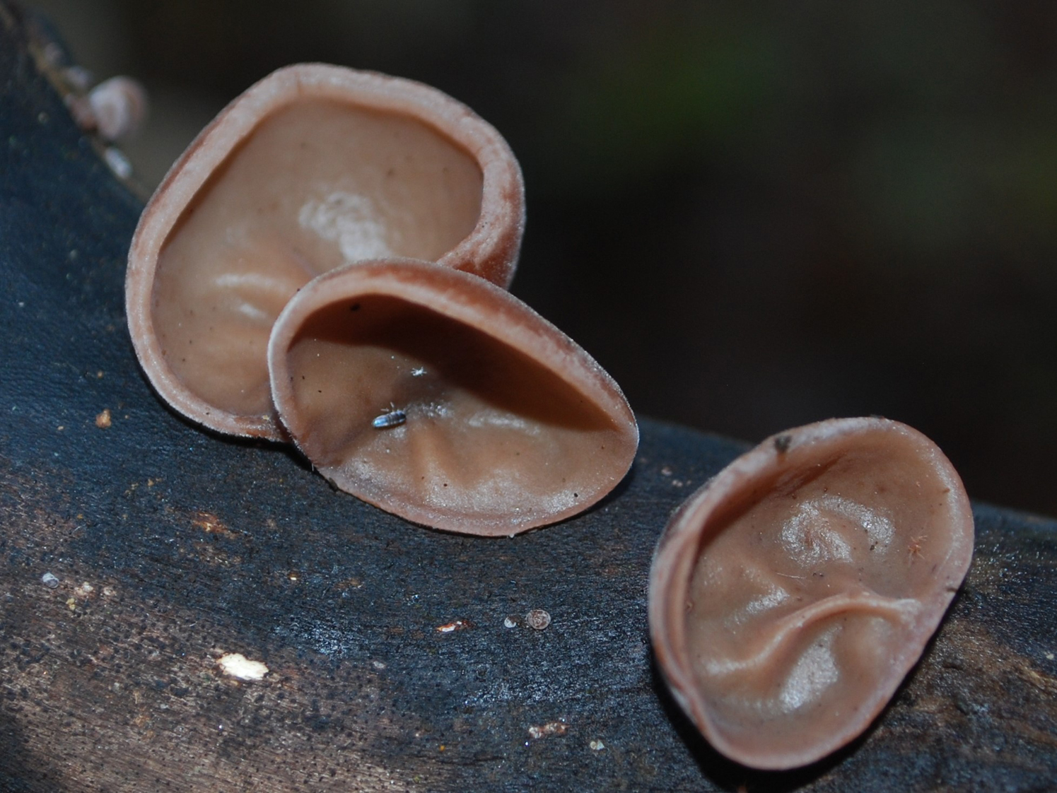 Wood Ears