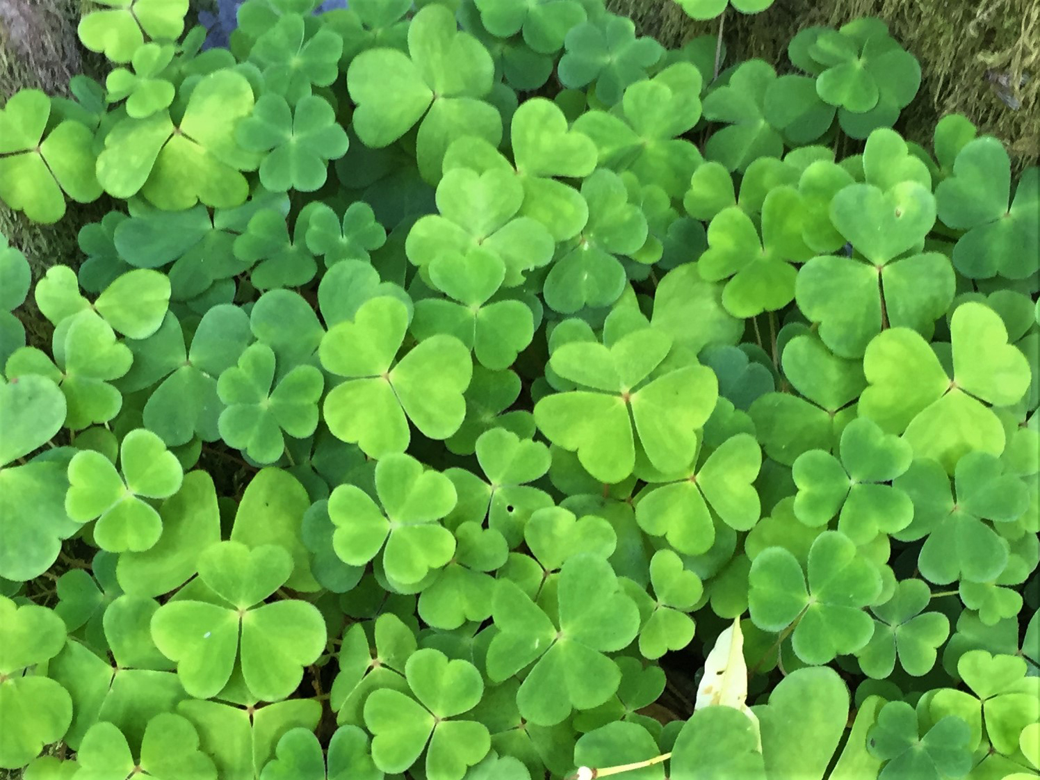 Wood Sorrel Fairy Bells Wood Sour Cuckoo S Meat Oxalis Acetoslla