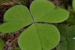 Leaves