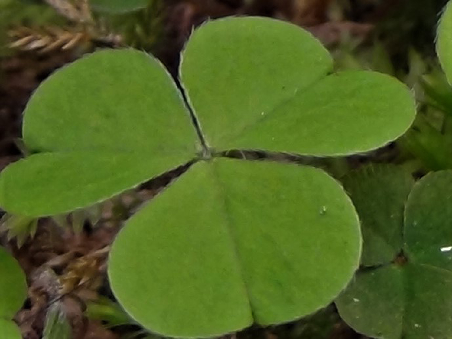 Wood Sorrel Fairy Bells Wood Sour Cuckoo S Meat Oxalis Acetoslla