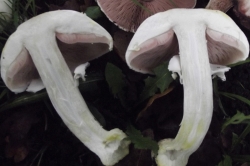 Stem