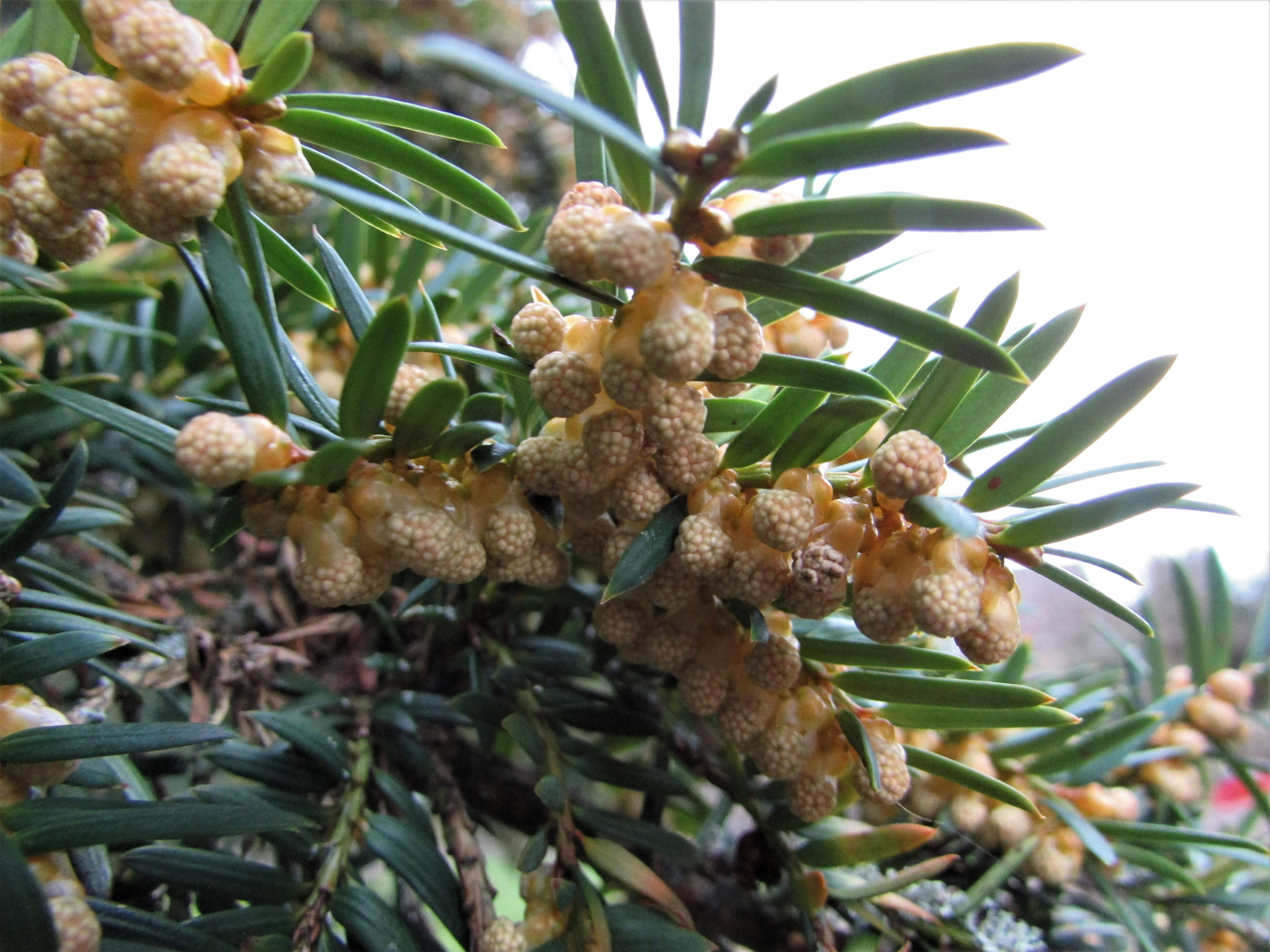 Yew Tree, English Yew, Taxas Baccata