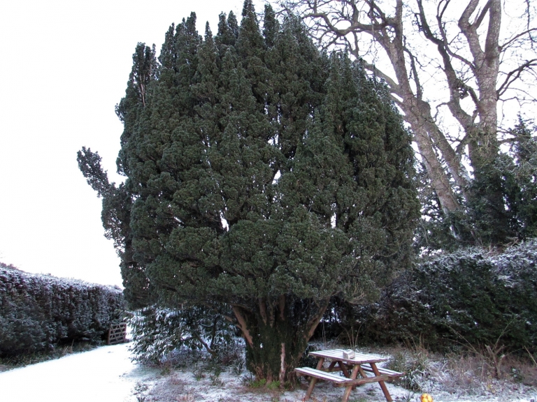 Yew Tree, English Yew, Taxas Baccata
