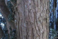 Bark