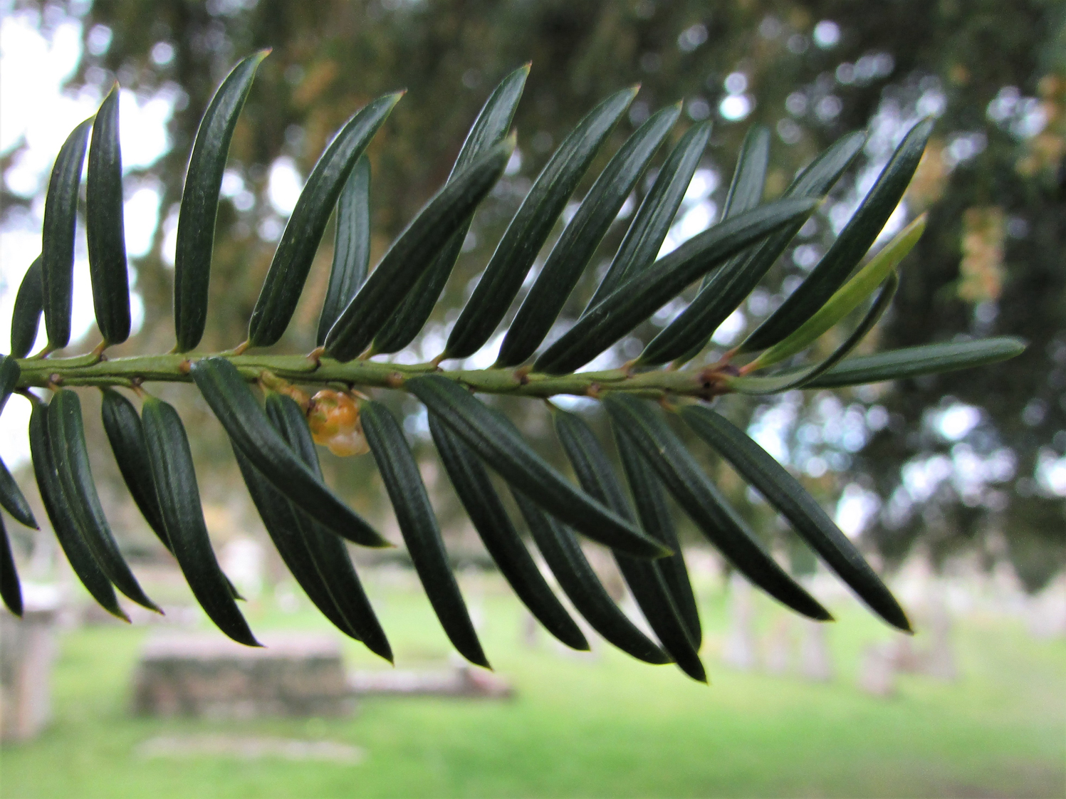 Yew Tree, English Yew, Taxas Baccata