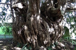 Trunk