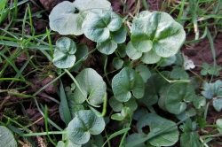 Basal Leaves