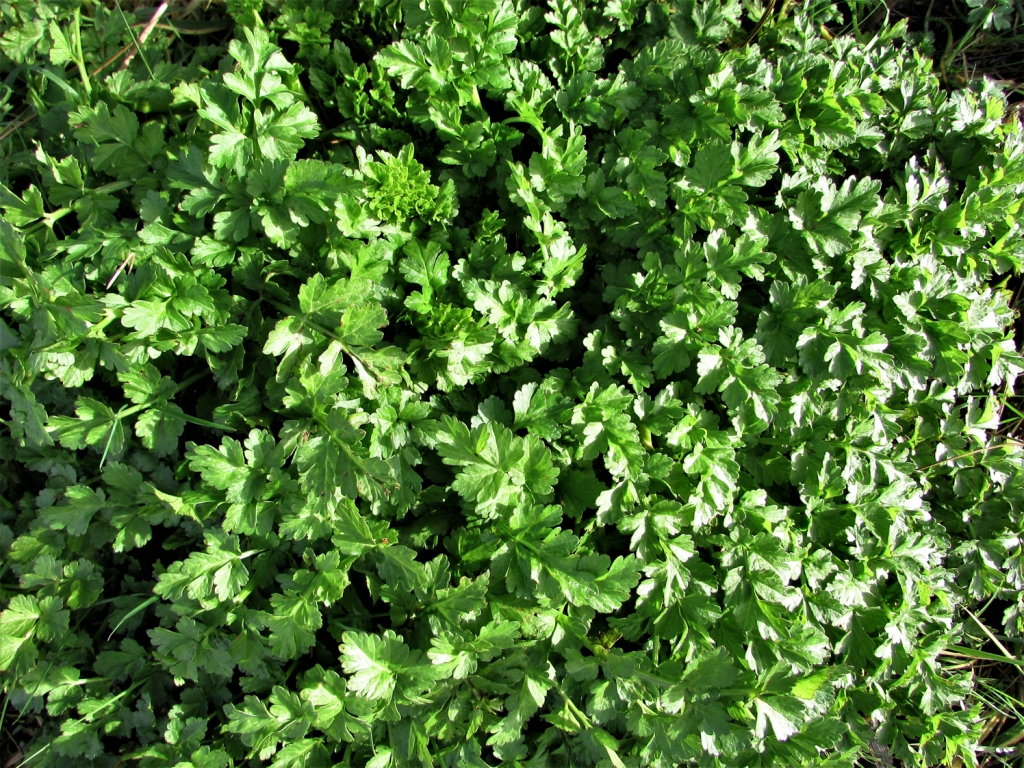 Hemlock Water Dropwort, Oenanthe crocata