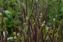 Seed Pods