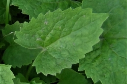 Leaves