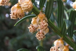 Male Flowers