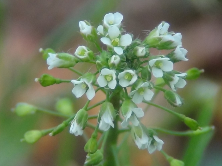 Shepherds Purse, Capsella bursapastoris