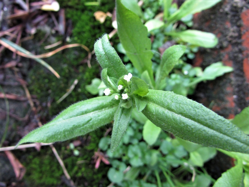 Shepherds Purse, Capsella bursa-pastoris