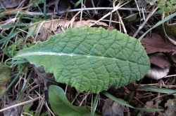 Leaves