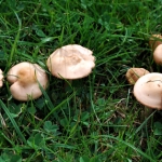 Oxford Green Week Mini Foraging Course