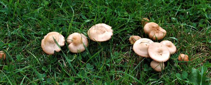 Oxford Green Week Mini Foraging Course