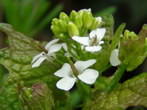 Hedge Garlic