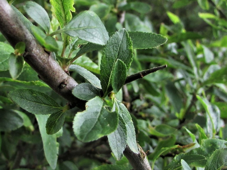 Blackthorn (Sloe) - Wild Food UK