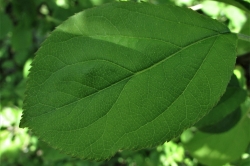 Leaves