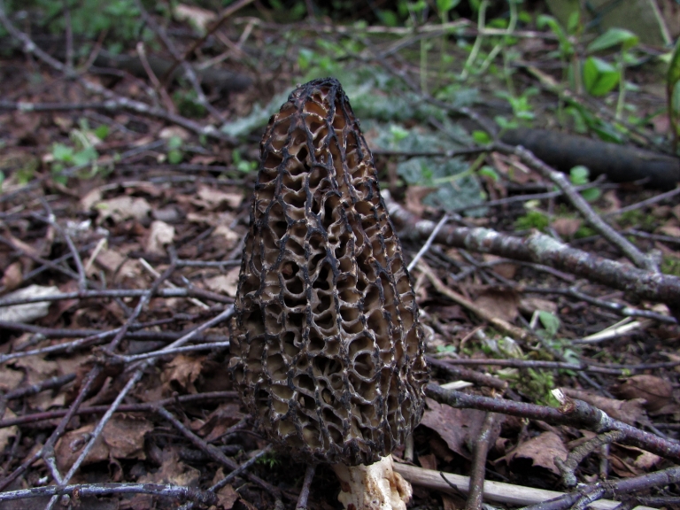 Black Morel