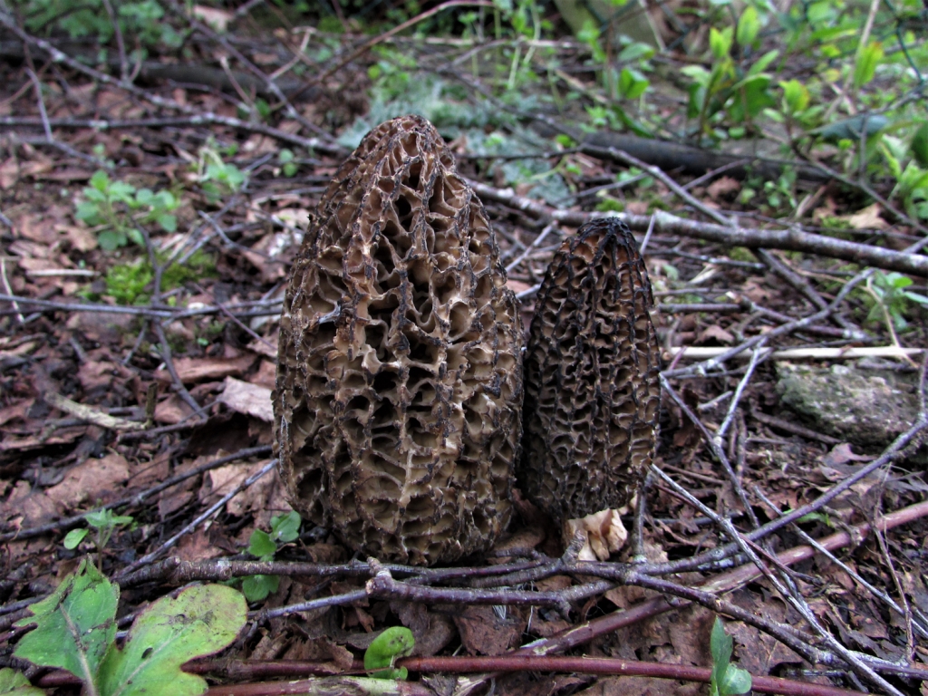 Black Morel