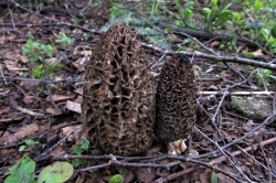 Black Morel