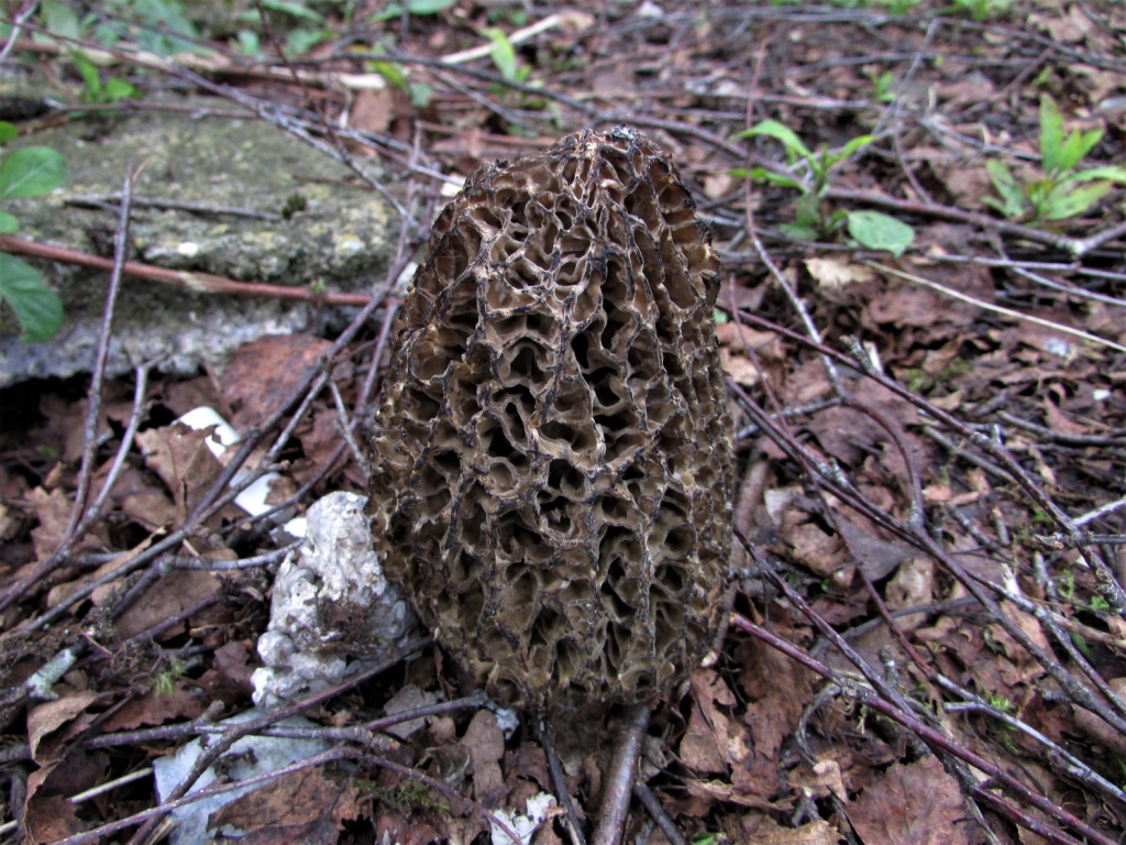 Black Morel