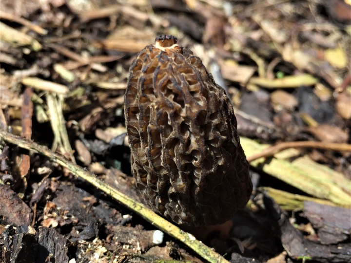 Black Morel