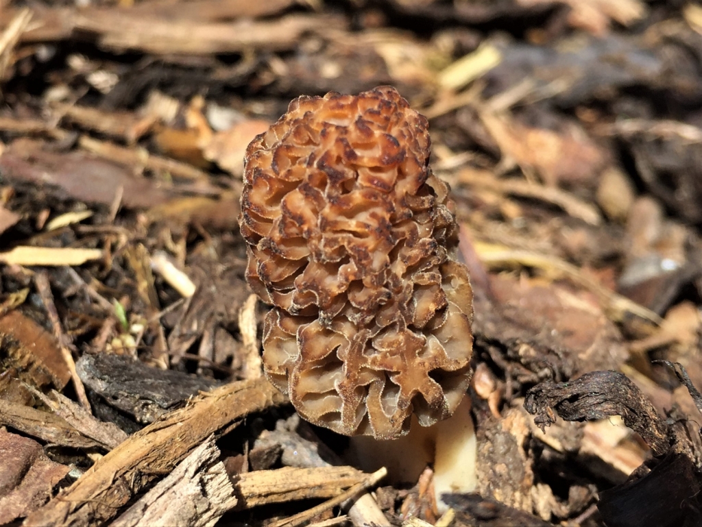 Black Morel