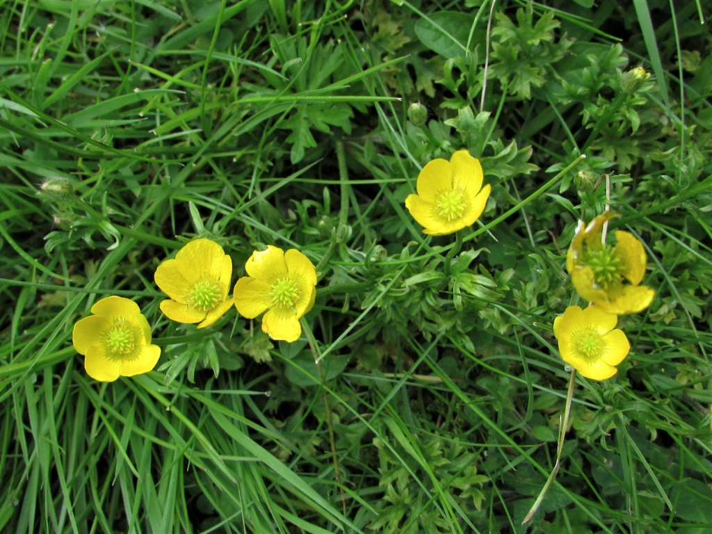 Buttercups, Ranunculus