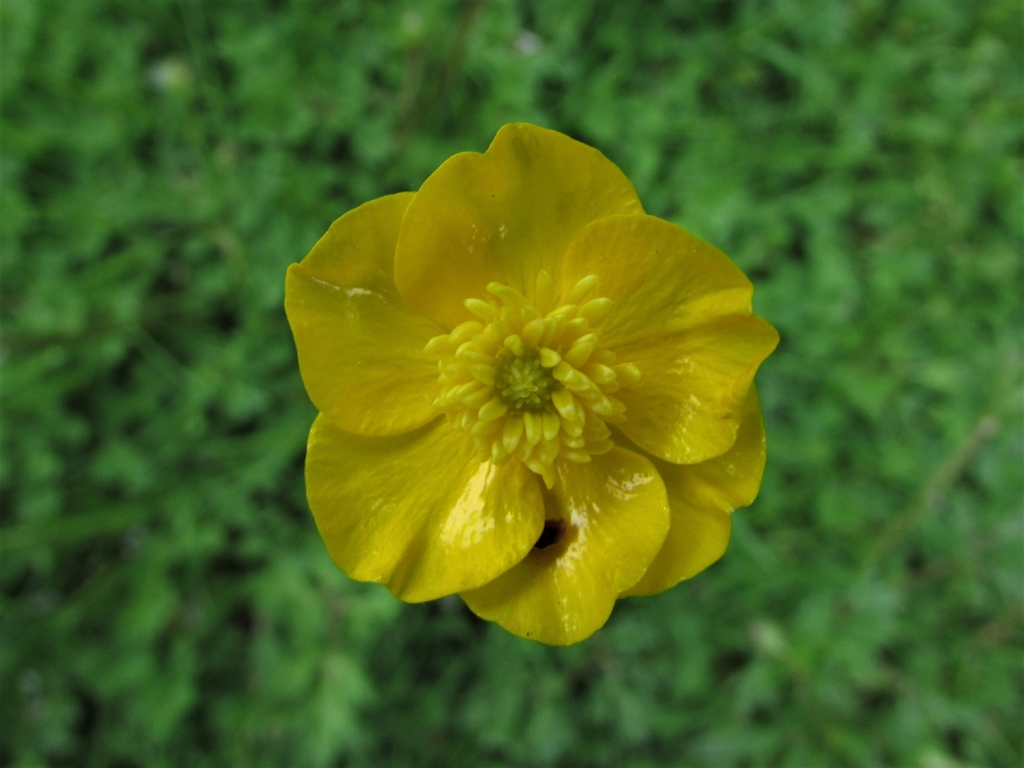 Buttercups, Ranunculus