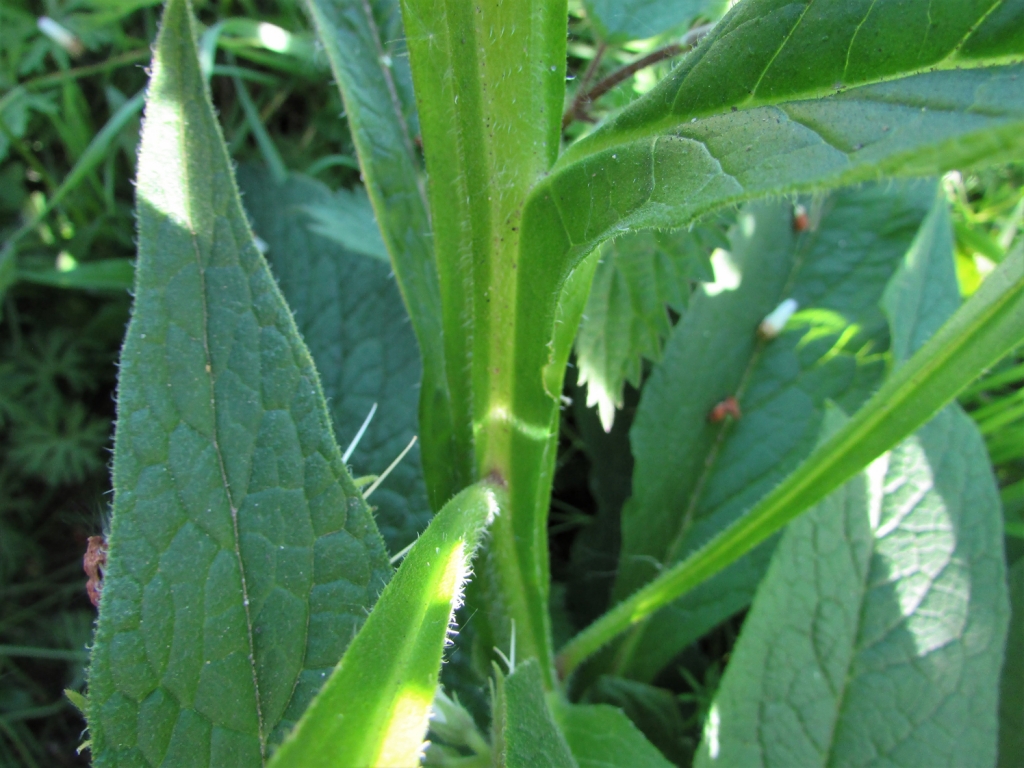 Comfrey, Knitbone, Symphytum officinale