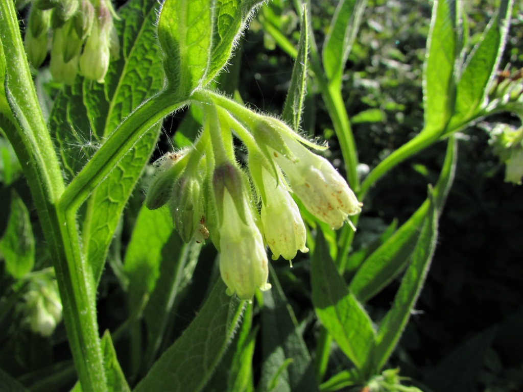 Comfrey, Knitbone, Symphytum officinale