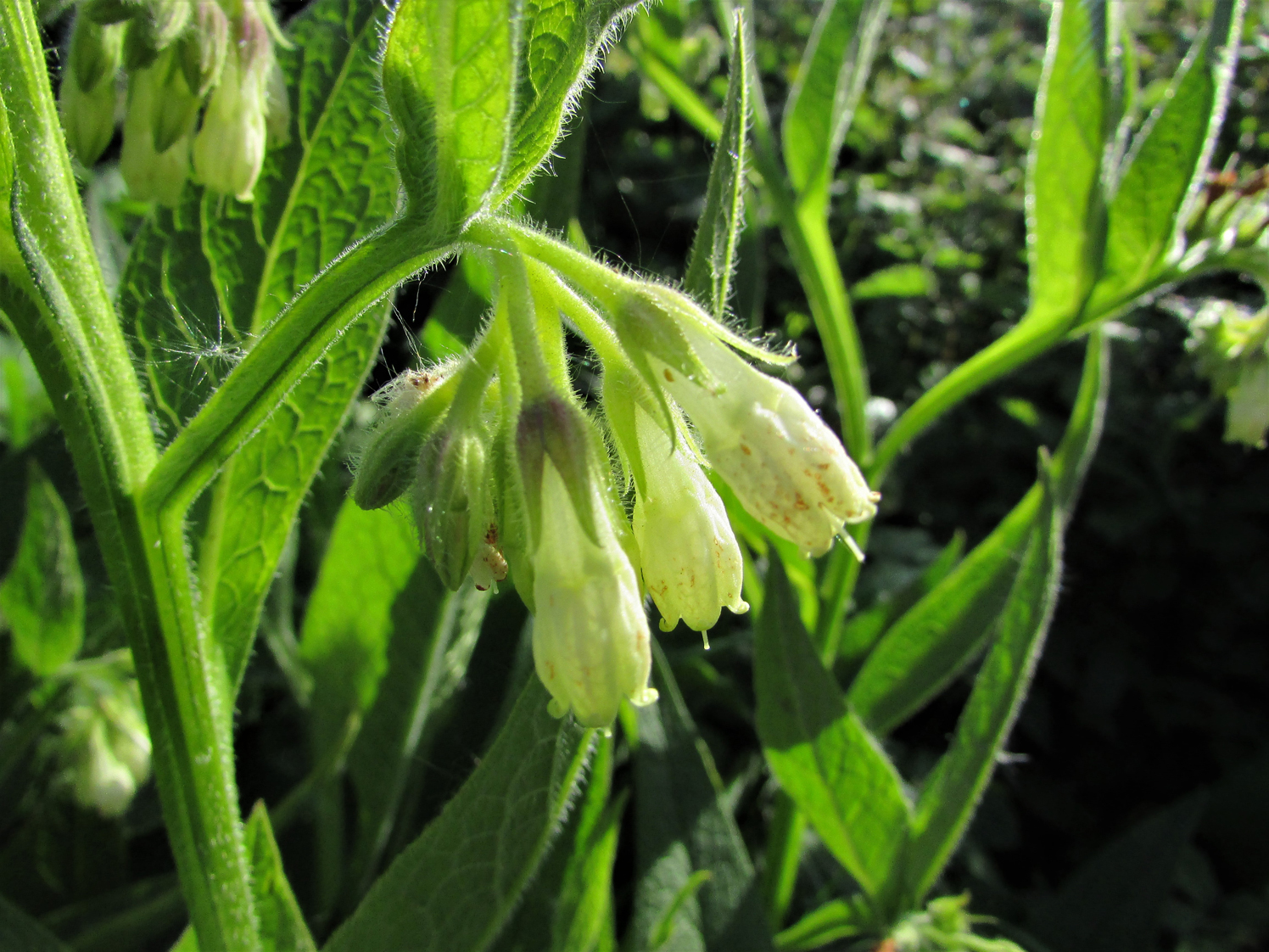 comfrey symphytum officinale comfrey symphytum officinale