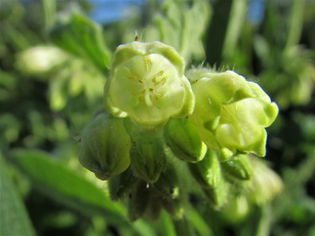 symphytum orientale white comfrey symphytum orientale white comfrey